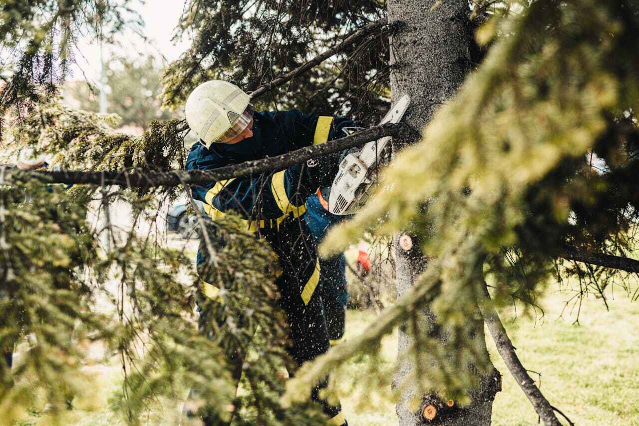 The Steps Involved in Our Tree Care Process in Braddock Hills, PA